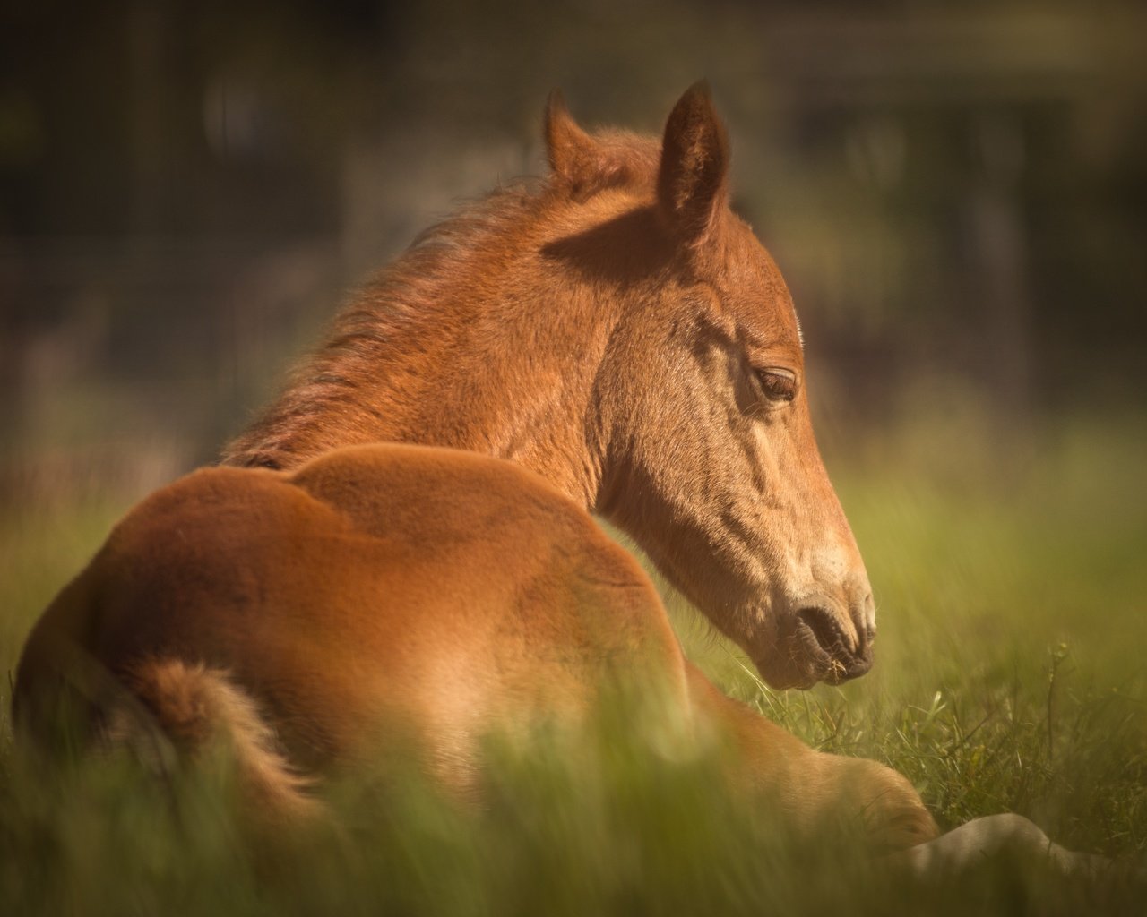 Обои лошадь, трава, животное, конь, horse, grass, animal разрешение 6000x4000 Загрузить