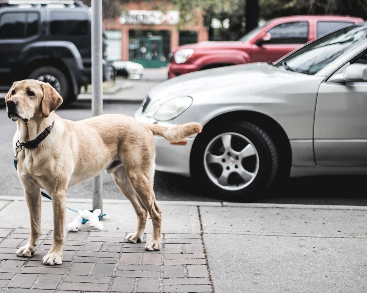 Look dog. Щенок на улице. Большие собаки для улицы. Уличные собаки Москва. Собаки для улицы на юге.