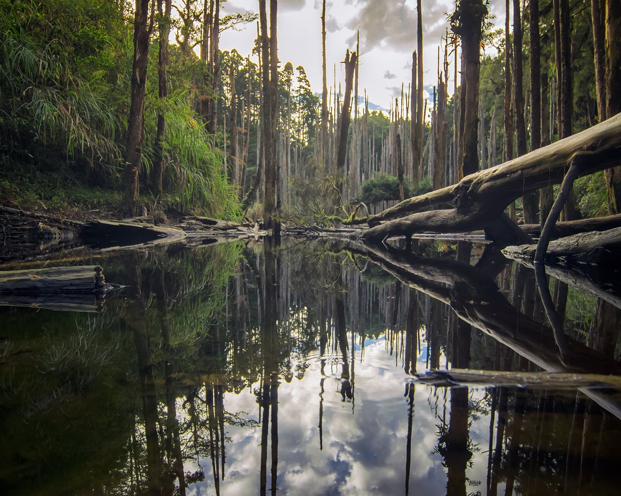 Обои деревья, река, природа, лес, отражение, стволы, бревна, roy_chang, trees, river, nature, forest, reflection, trunks, logs разрешение 2880x1800 Загрузить