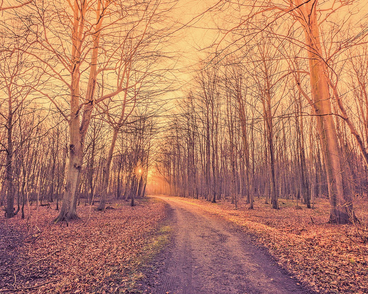 Обои дорога, kasper nymann, деревья, природа, лес, парк, стволы, листва, осень, road, trees, nature, forest, park, trunks, foliage, autumn разрешение 1920x1200 Загрузить