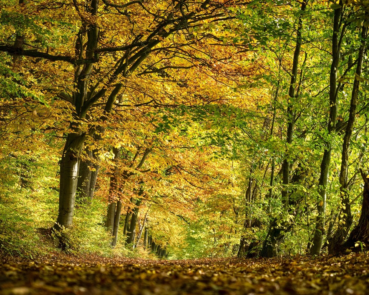 Обои деревья, природа, лес, парк, осень, trees, nature, forest, park, autumn разрешение 2880x1800 Загрузить