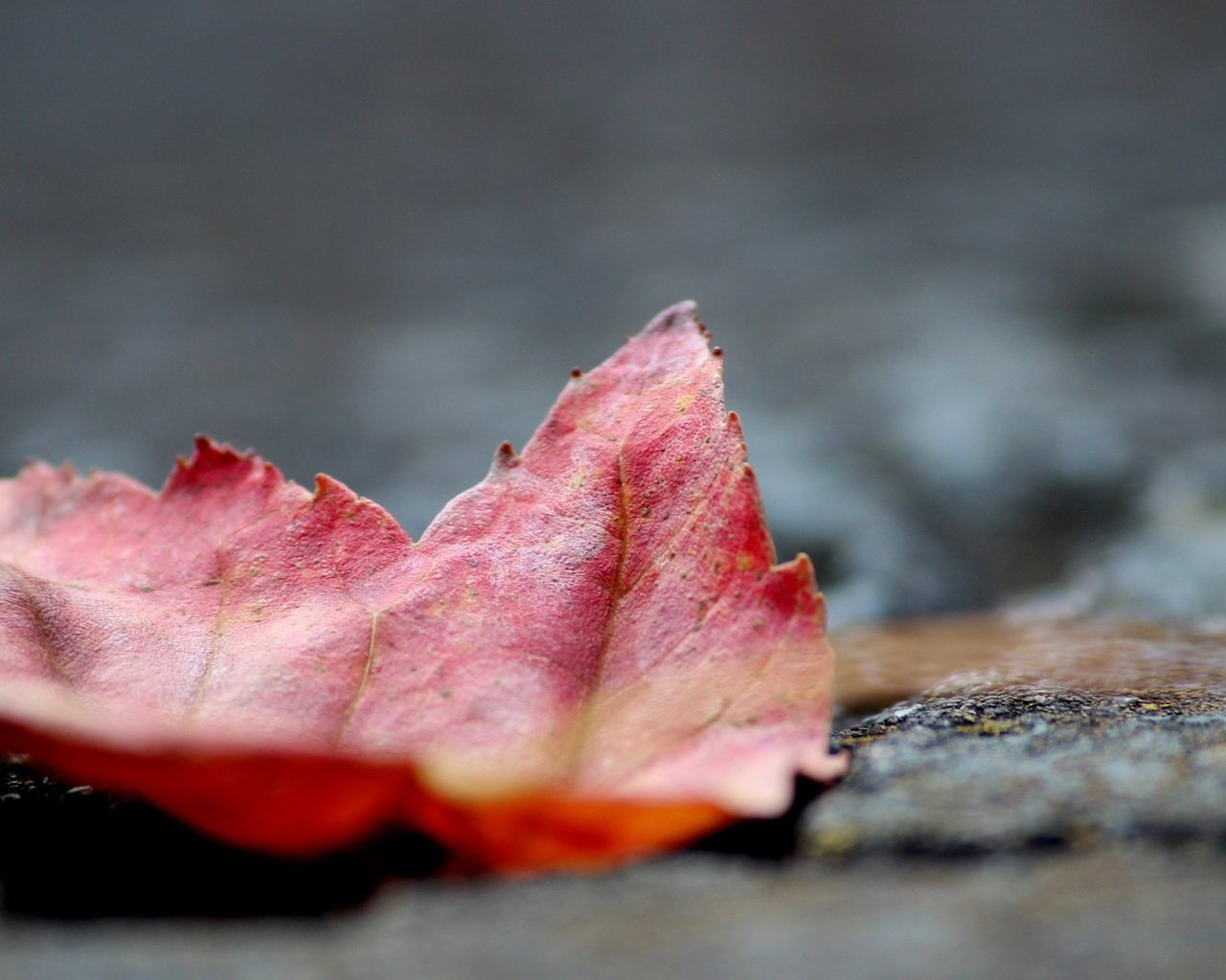 Обои природа, макро, осень, лист, кленовый лист, осенний листок, nature, macro, autumn, sheet, maple leaf разрешение 3840x2160 Загрузить