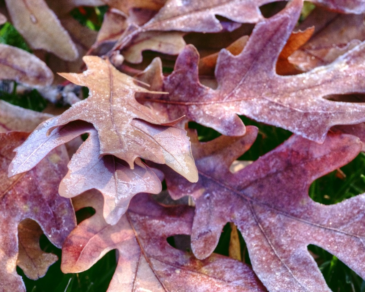 Обои природа, листья, иней, осень, дуб, осенние листья, дубовый лист, nature, leaves, frost, autumn, oak, autumn leaves разрешение 1920x1274 Загрузить