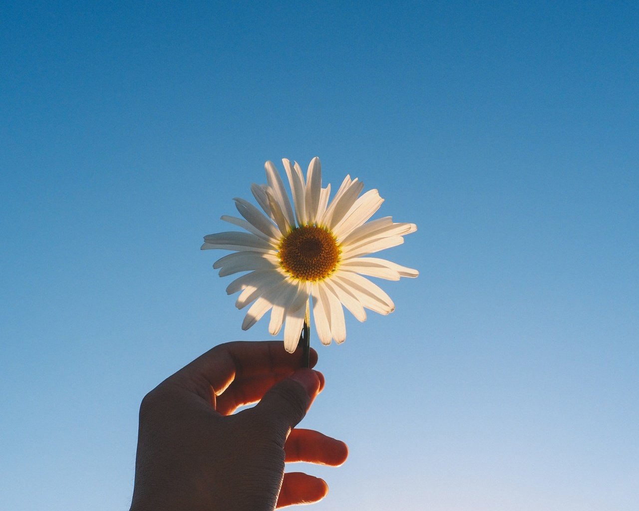 Обои рука, цветок, лепестки, ромашка, голубое небо, hand, flower, petals, daisy, blue sky разрешение 4608x2592 Загрузить