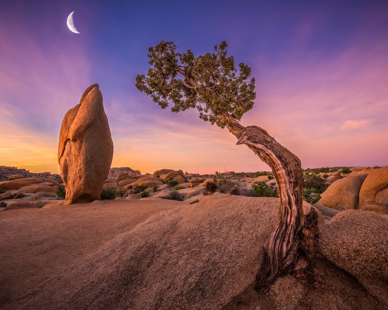 Обои небо, дерево, камни, луна, сша, калифорния, joshua tree national park, национальный парк джошуа-три, the sky, tree, stones, the moon, usa, ca, national park joshua tree разрешение 2048x1365 Загрузить