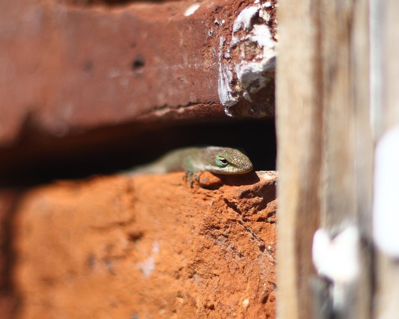 Обои стена, ящерица, кирпичи, рептилия, пресмыкающиеся, wall, lizard, bricks, reptile, reptiles разрешение 3351x1730 Загрузить