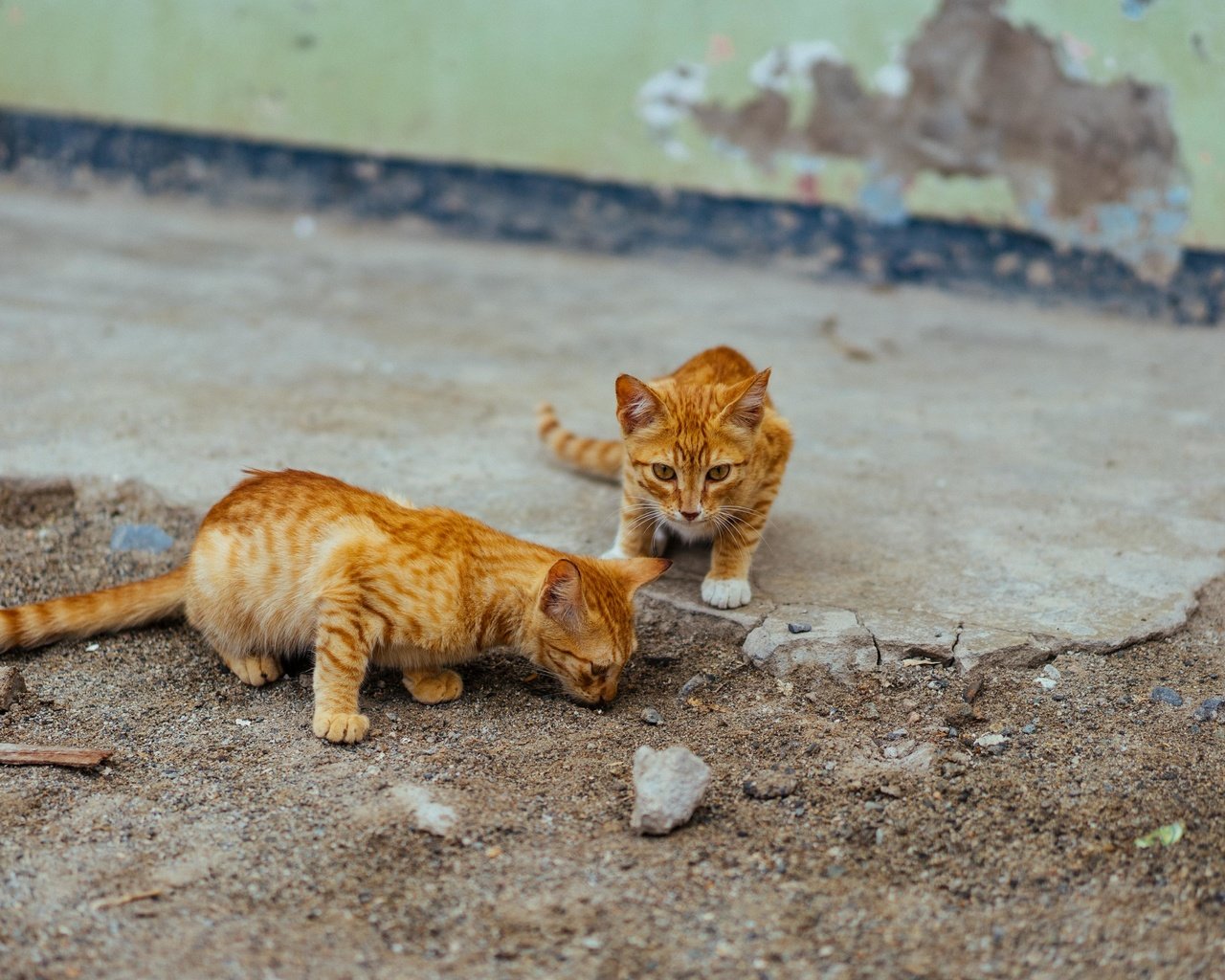 Обои улица, кошки, котята, рыжие, street, cats, kittens, red разрешение 5865x3300 Загрузить