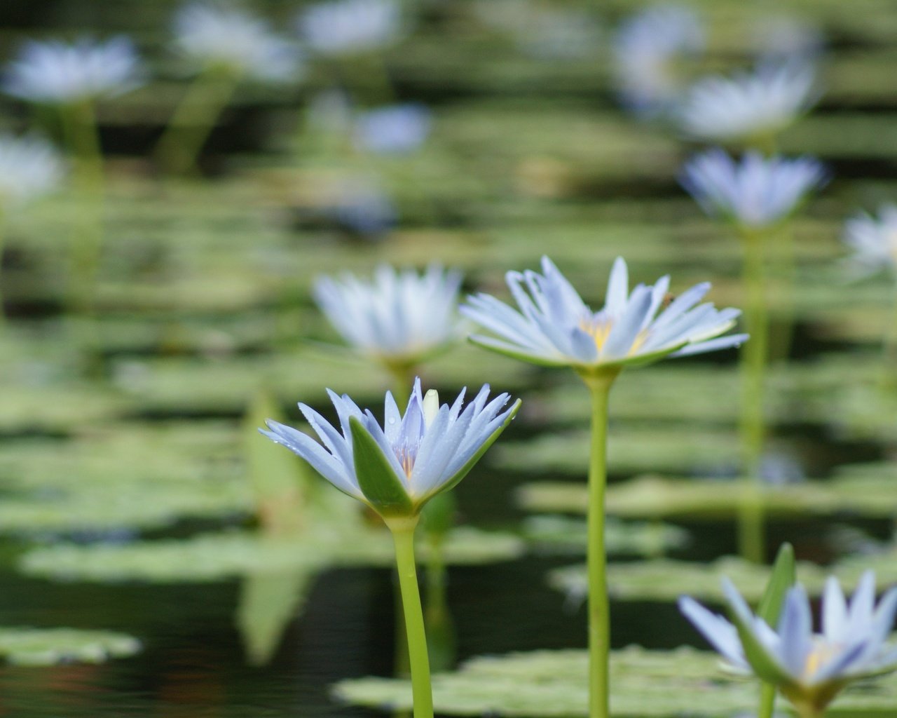 Обои цветы, озеро, лепестки, кувшинки, водяная лилия, flowers, lake, petals, water lilies, water lily разрешение 4592x2576 Загрузить