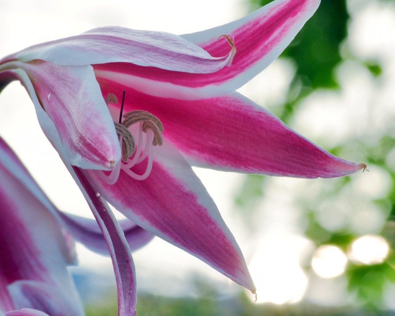 Обои цветы, лепестки, лилия, боке, flowers, petals, lily, bokeh разрешение 1920x1275 Загрузить