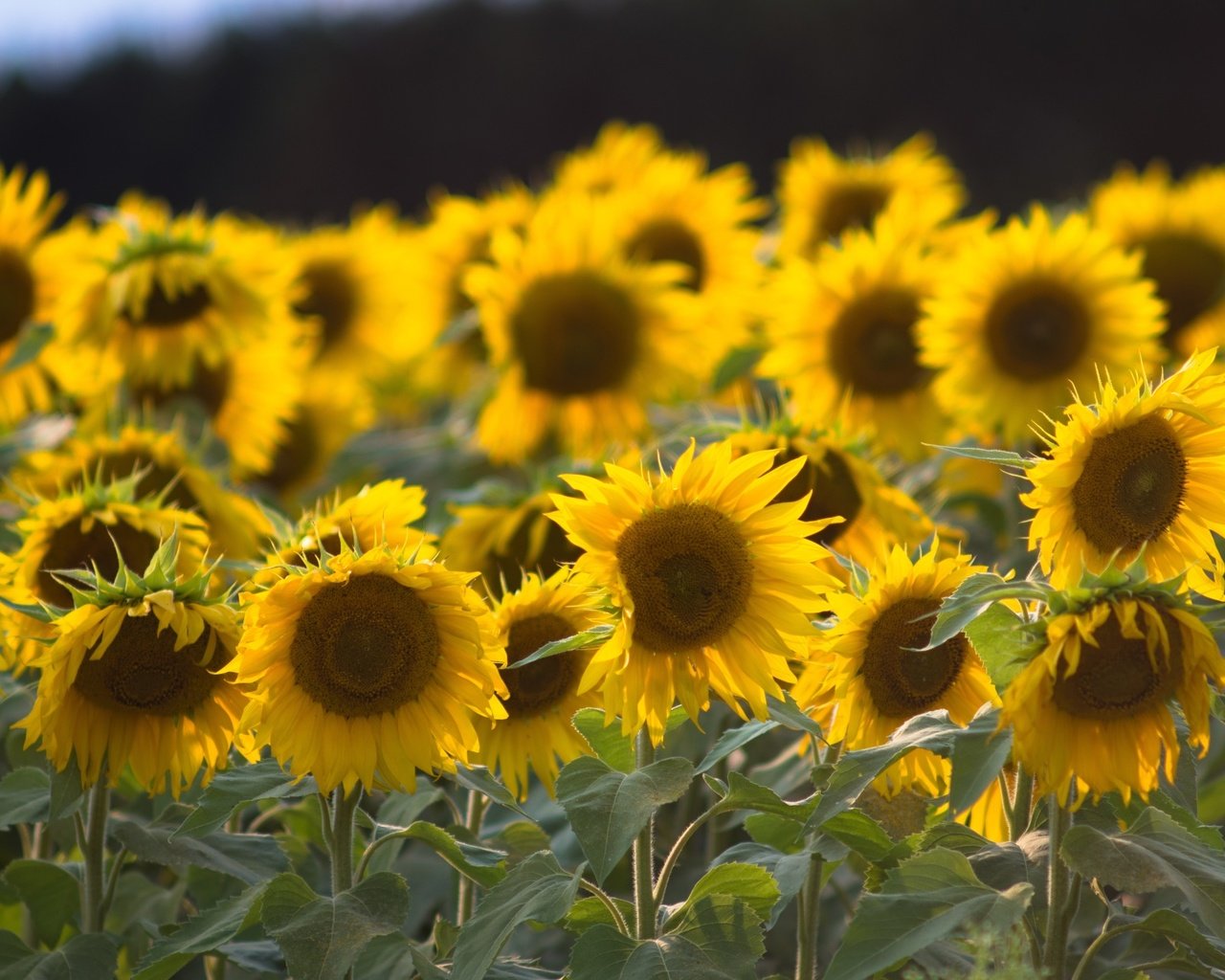 Обои листья, лепестки, подсолнухи, стебли, желтые цветы, leaves, petals, sunflowers, stems, yellow flowers разрешение 1920x1280 Загрузить