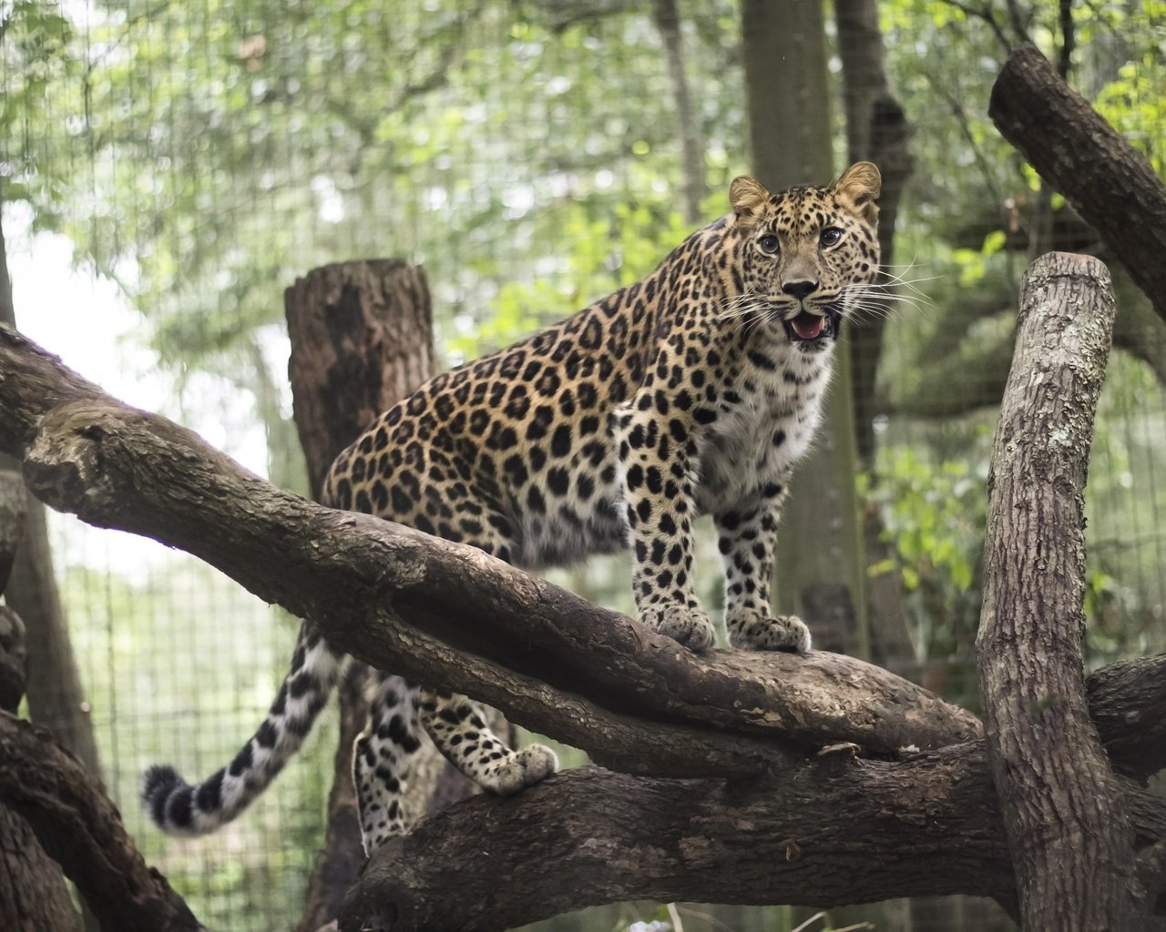 Обои леопард, хищник, животное, зоопарк, дикая кошка, leopard, predator, animal, zoo, wild cat разрешение 3888x2592 Загрузить