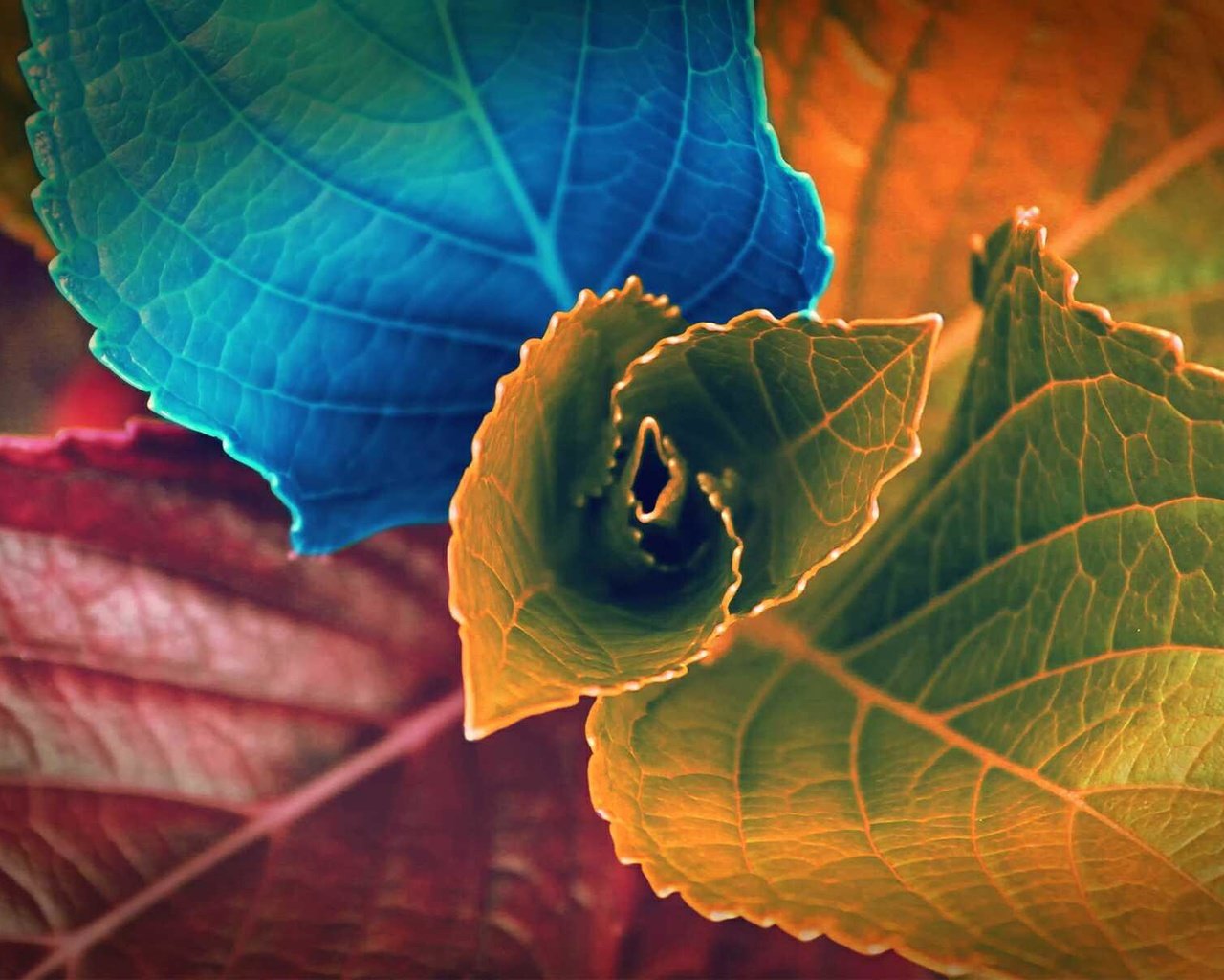 Обои цвета, листья, макро, дизайн, растение, color, leaves, macro, design, plant разрешение 1920x1200 Загрузить