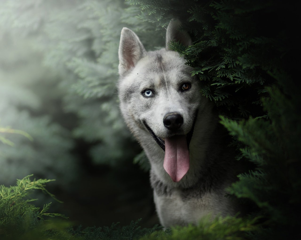 Обои морда, природа, кусты, собака, хаски, язык, боке, face, nature, the bushes, dog, husky, language, bokeh разрешение 6000x4000 Загрузить