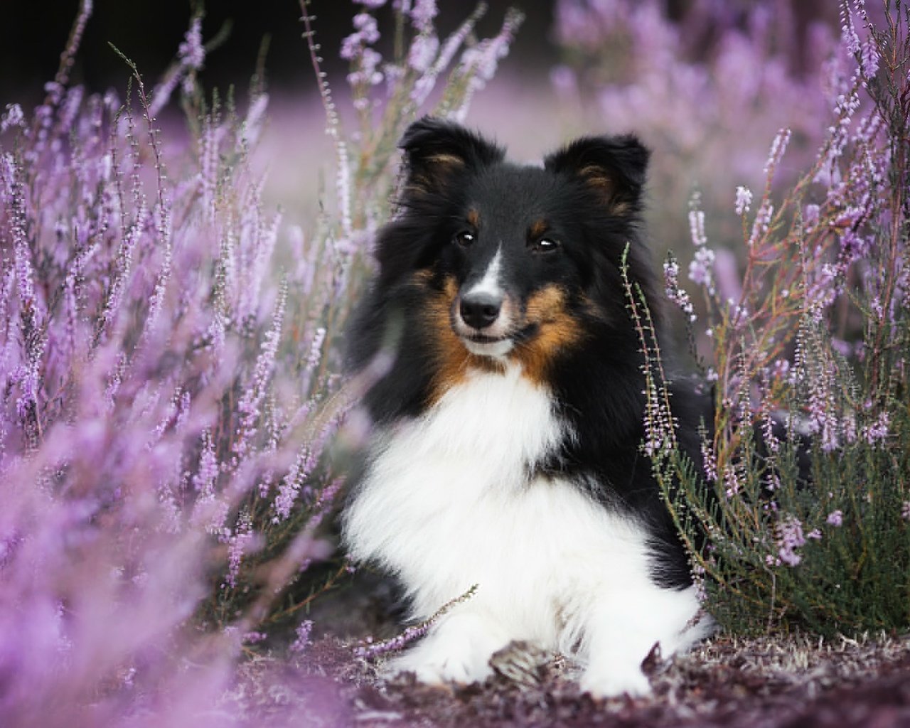 Обои цветы, собака, боке, вереск, шелти, aleksandra kielreuter, шетландская овчарка, flowers, dog, bokeh, heather, sheltie, shetland sheepdog разрешение 2048x1287 Загрузить