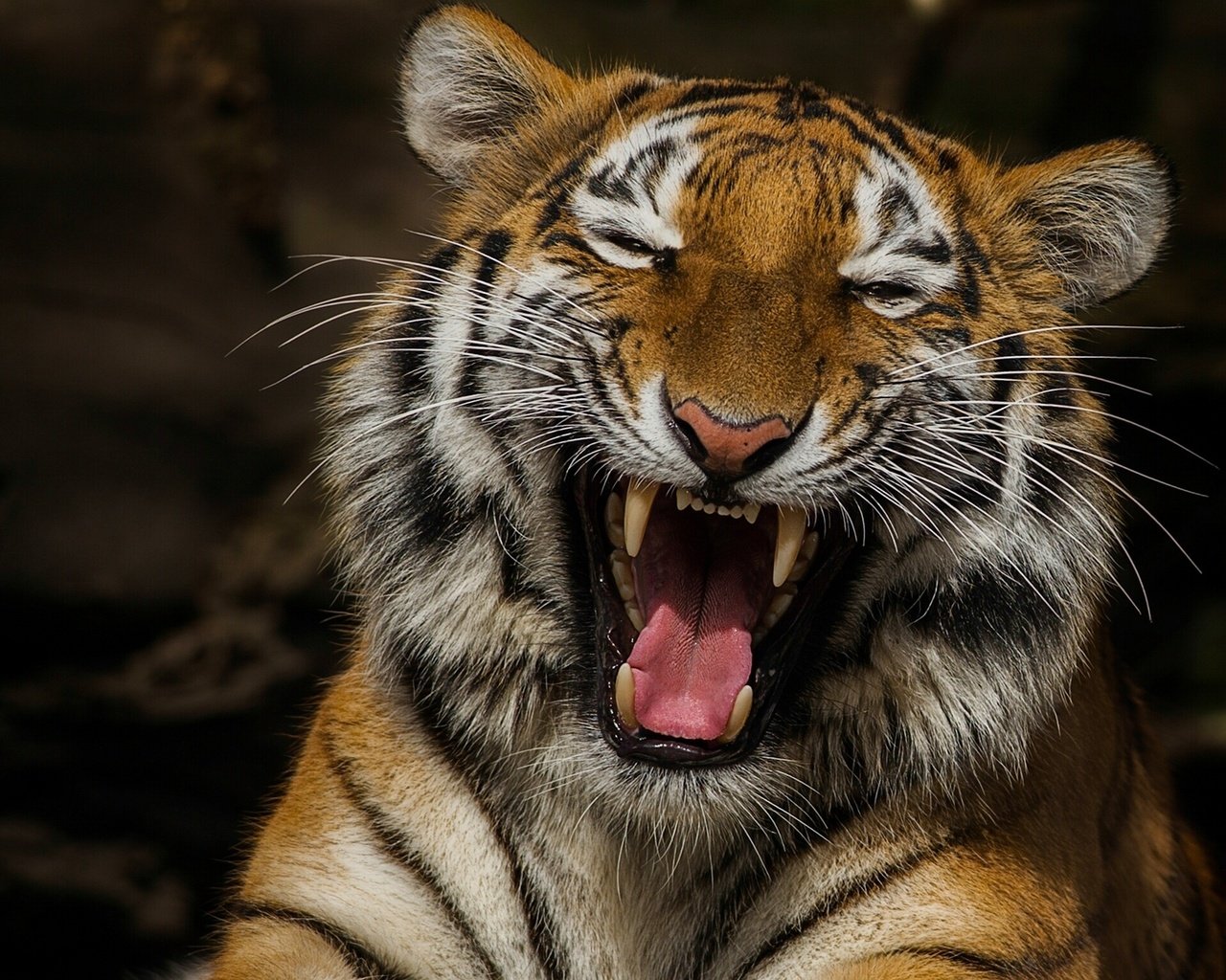 Обои тигр, морда, клыки, хищник, большая кошка, язык, пасть, tiger, face, fangs, predator, big cat, language, mouth разрешение 2048x1536 Загрузить