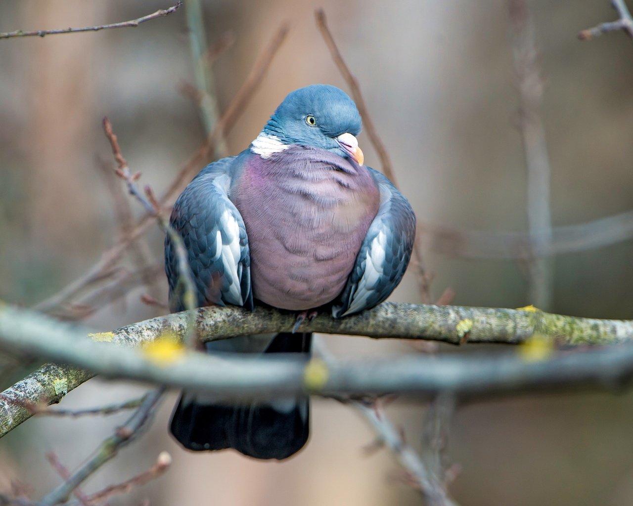 Обои природа, фон, ветки, птица, клюв, перья, голубь, nature, background, branches, bird, beak, feathers, dove разрешение 4387x2468 Загрузить