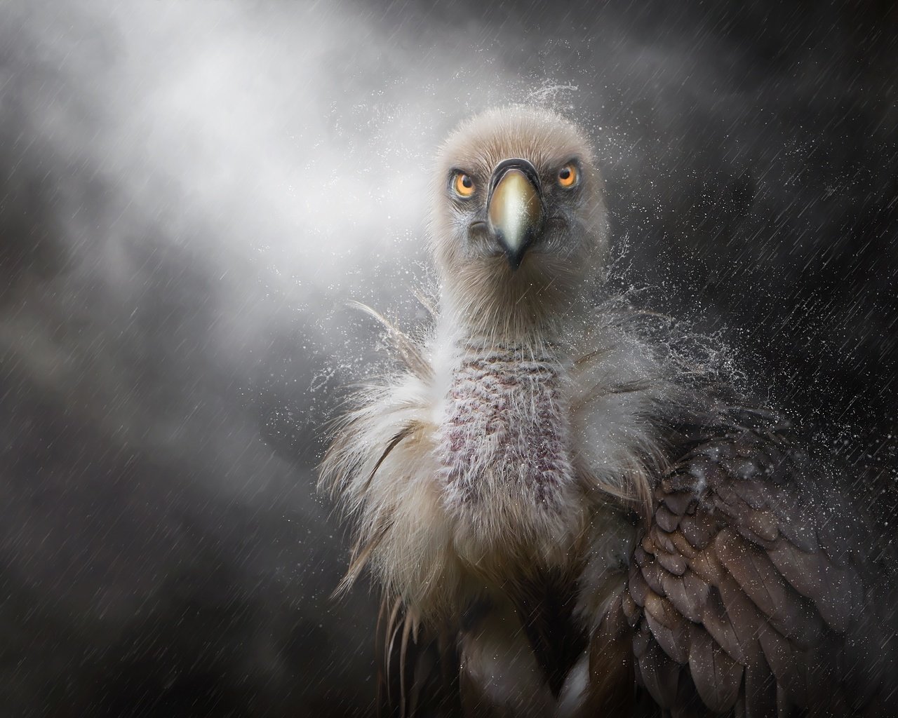 Обои птенец, хищник, птица, клюв, дождь, перья, белоголовый сип, chick, predator, bird, beak, rain, feathers, griffon vulture разрешение 2500x1667 Загрузить