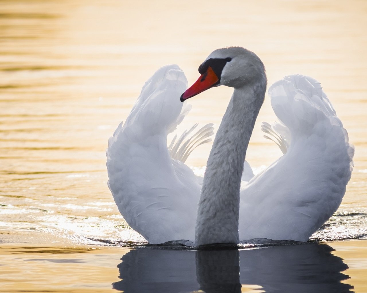 Обои вода, крылья, птица, лебедь, шея, water, wings, bird, swan, neck разрешение 1920x1080 Загрузить