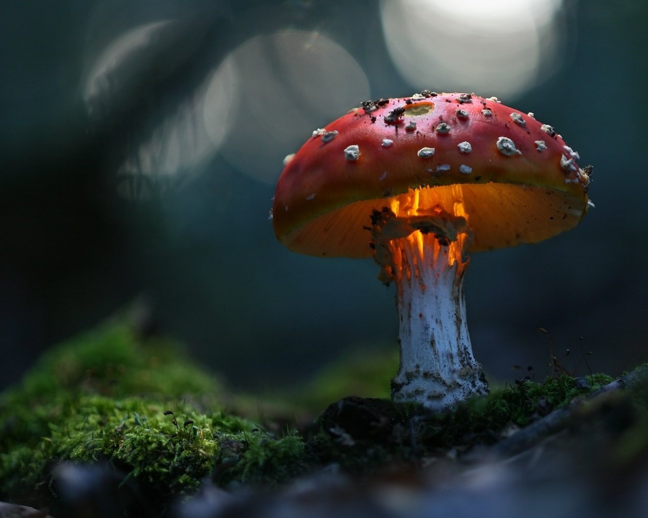 Обои зелень, макро, гриб, волшебно, greens, macro, mushroom, magically разрешение 1920x1200 Загрузить