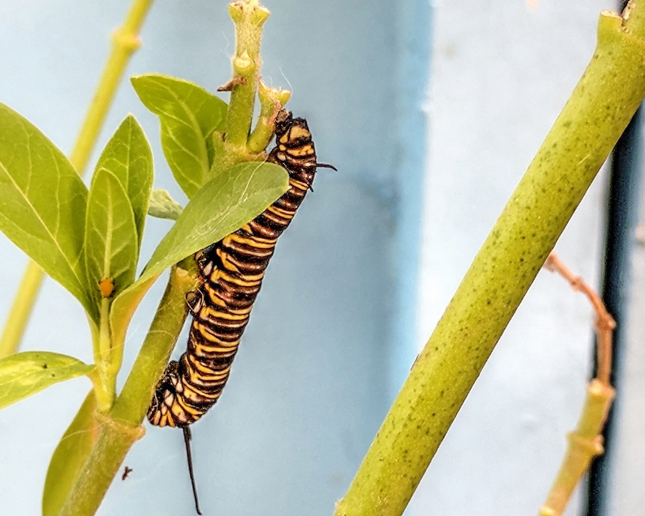 Обои растения, листья, макро, стебли, гусеница, plants, leaves, macro, stems, caterpillar разрешение 1920x1440 Загрузить