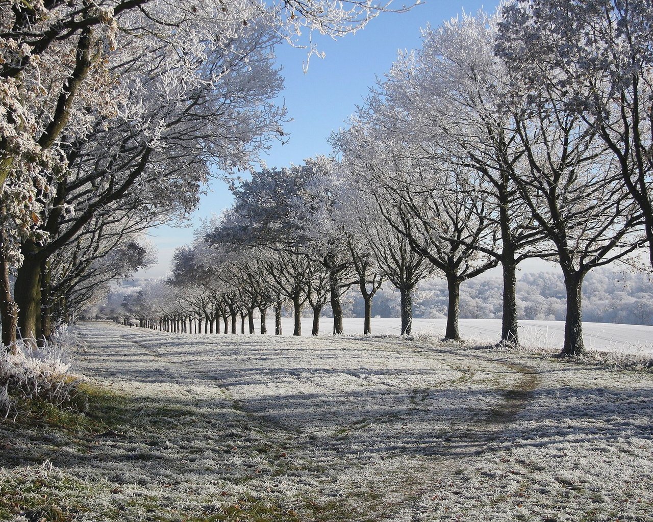 Обои деревья, снег, природа, зима, иней, аллея, trees, snow, nature, winter, frost, alley разрешение 2048x1280 Загрузить