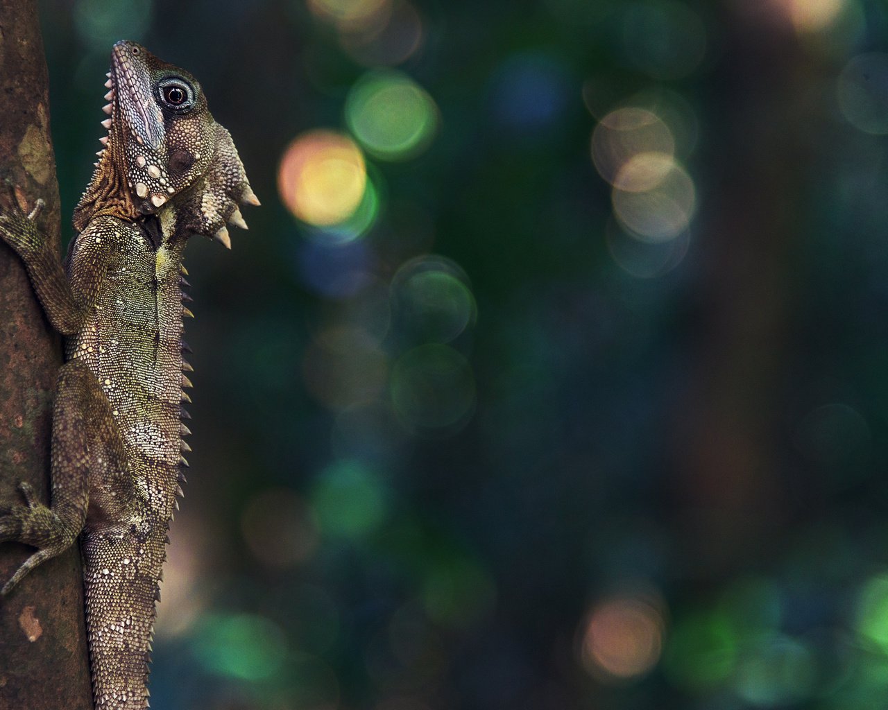 Обои природа, ящерица, рептилия, боке, nature, lizard, reptile, bokeh разрешение 3840x2160 Загрузить