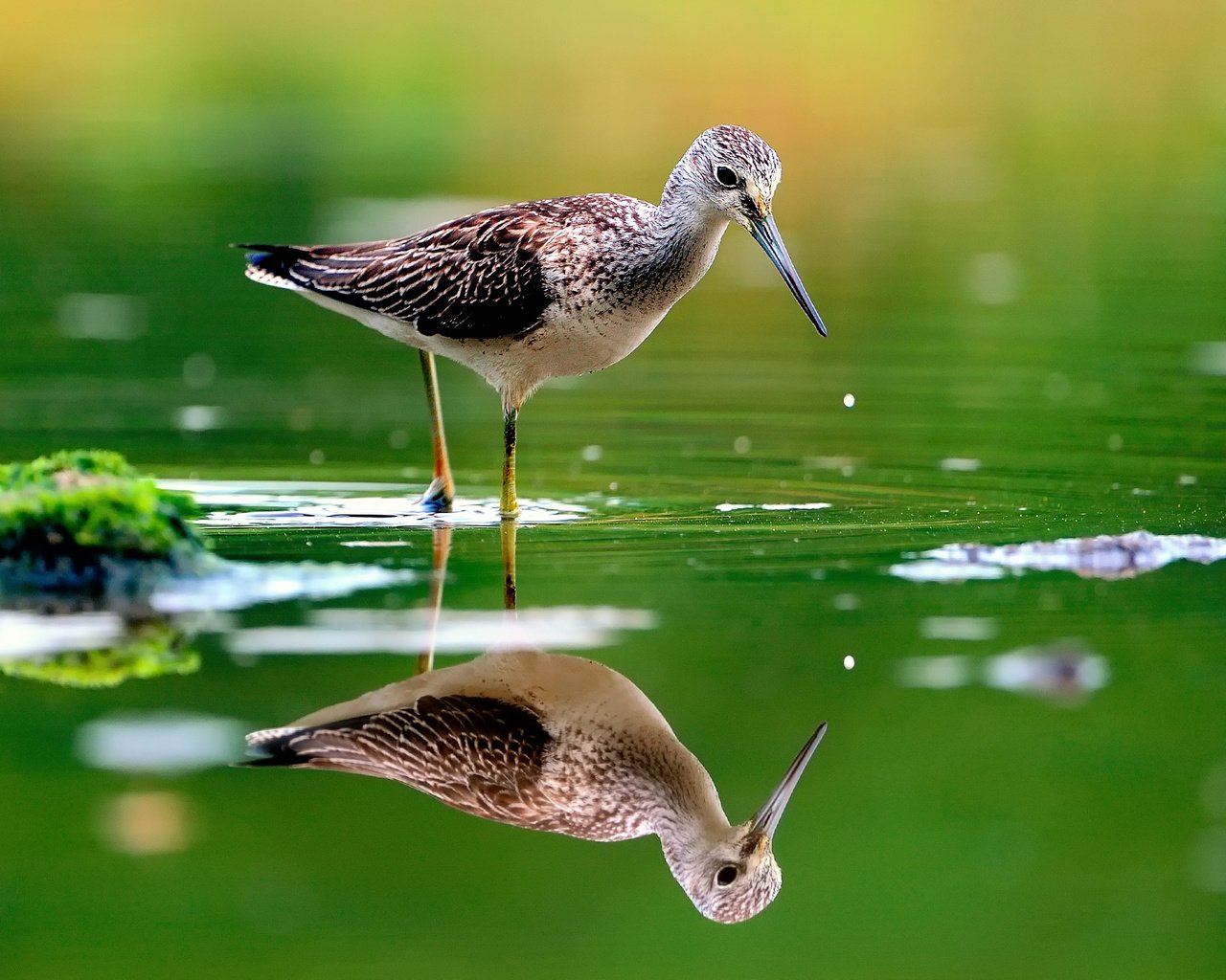 Обои вода, отражение, птица, клюв, перья, розмытость, бекас, улит, water, reflection, bird, beak, feathers, razmytost, snipe разрешение 1920x1280 Загрузить