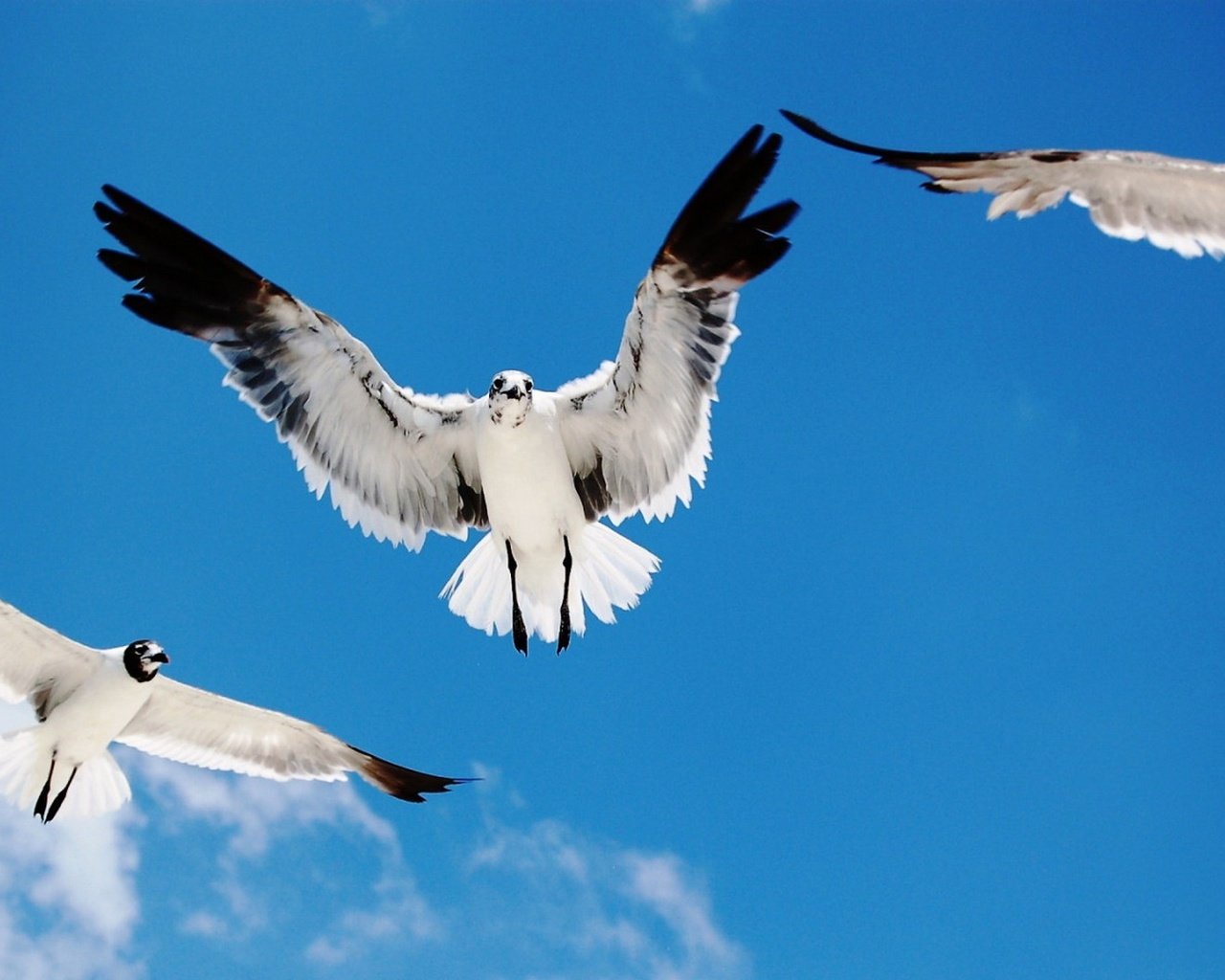 Обои небо, полет, крылья, птицы, чайки, the sky, flight, wings, birds, seagulls разрешение 1920x1080 Загрузить