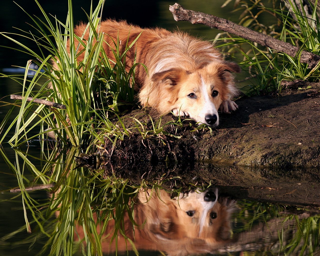 Обои трава, вода, отражение, мордочка, взгляд, собака, золотистый ретривер, grass, water, reflection, muzzle, look, dog, golden retriever разрешение 2560x1600 Загрузить