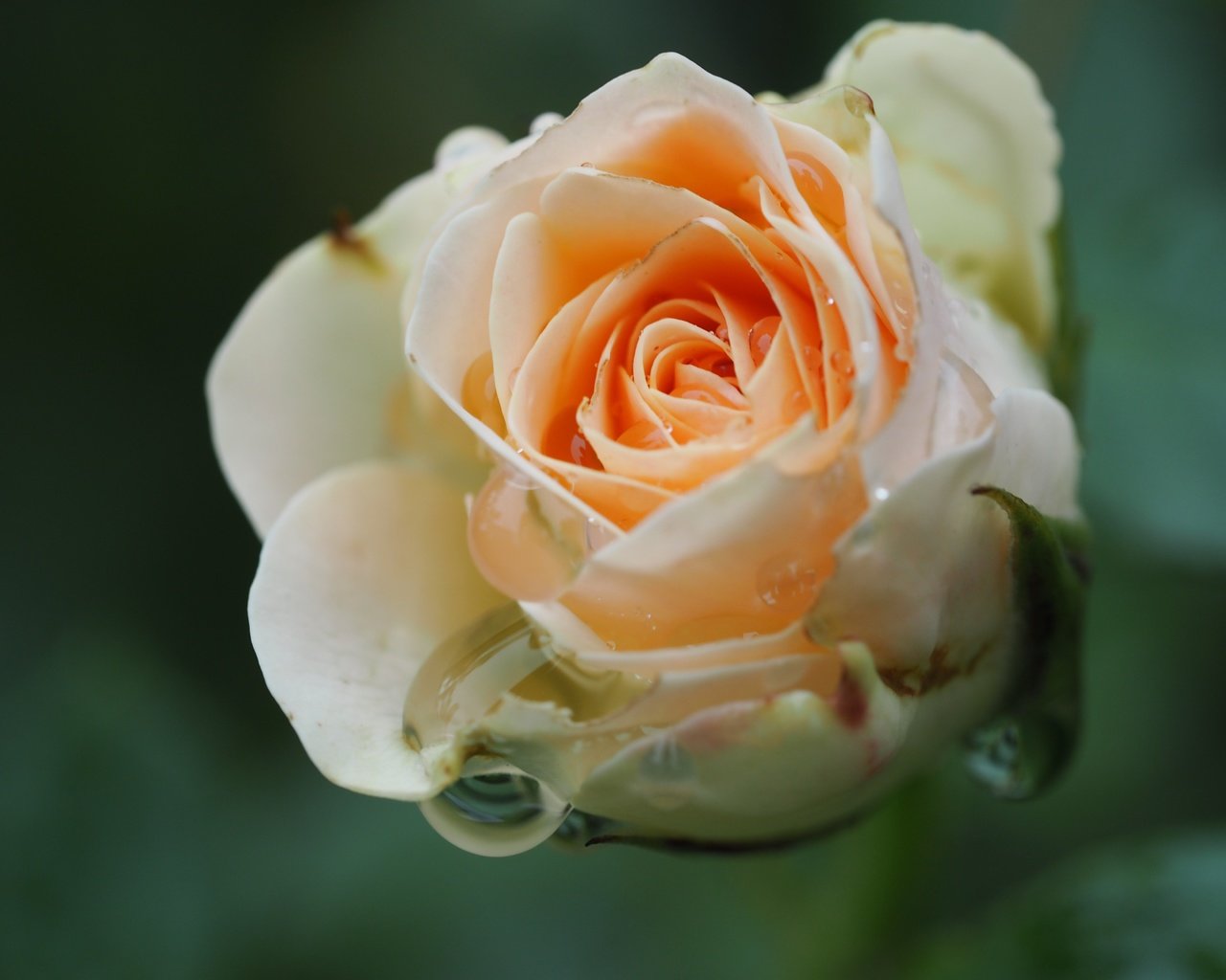 Обои цветок, капли, роза, лепестки, крупным планом, flower, drops, rose, petals, closeup разрешение 4608x3456 Загрузить