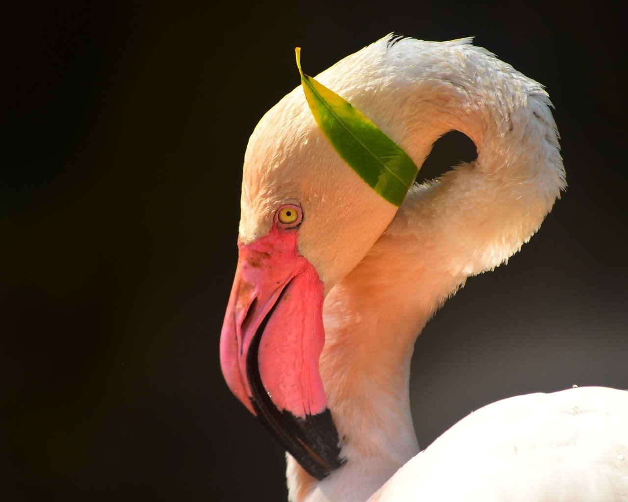 Обои морда, фламинго, птица, клюв, черный фон, шея, face, flamingo, bird, beak, black background, neck разрешение 2944x2000 Загрузить