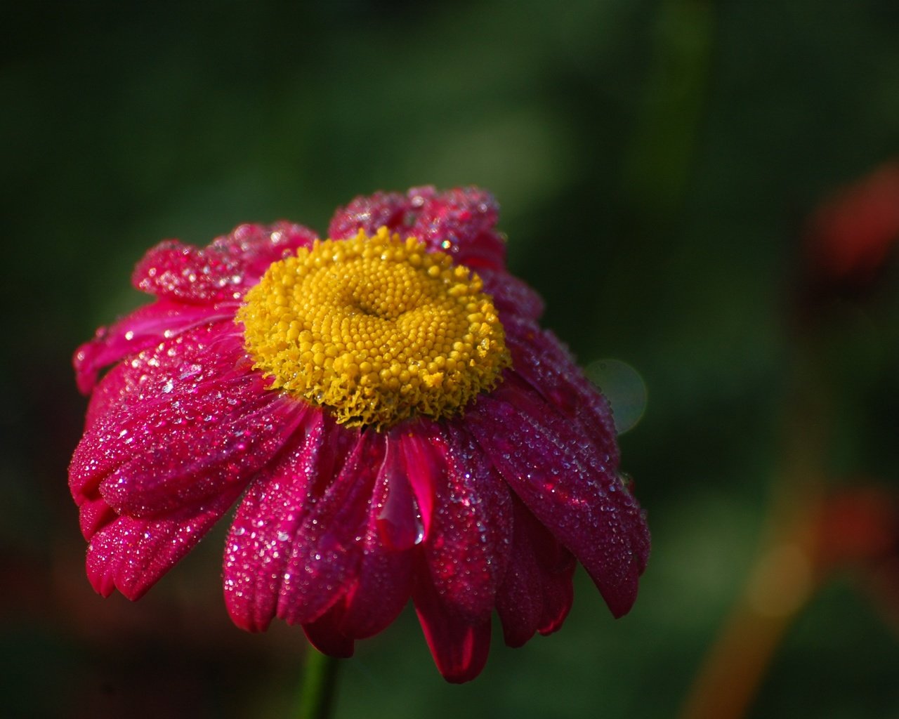 Обои цветок, капли, лепестки, ромашка, розовый, flower, drops, petals, daisy, pink разрешение 3008x2000 Загрузить