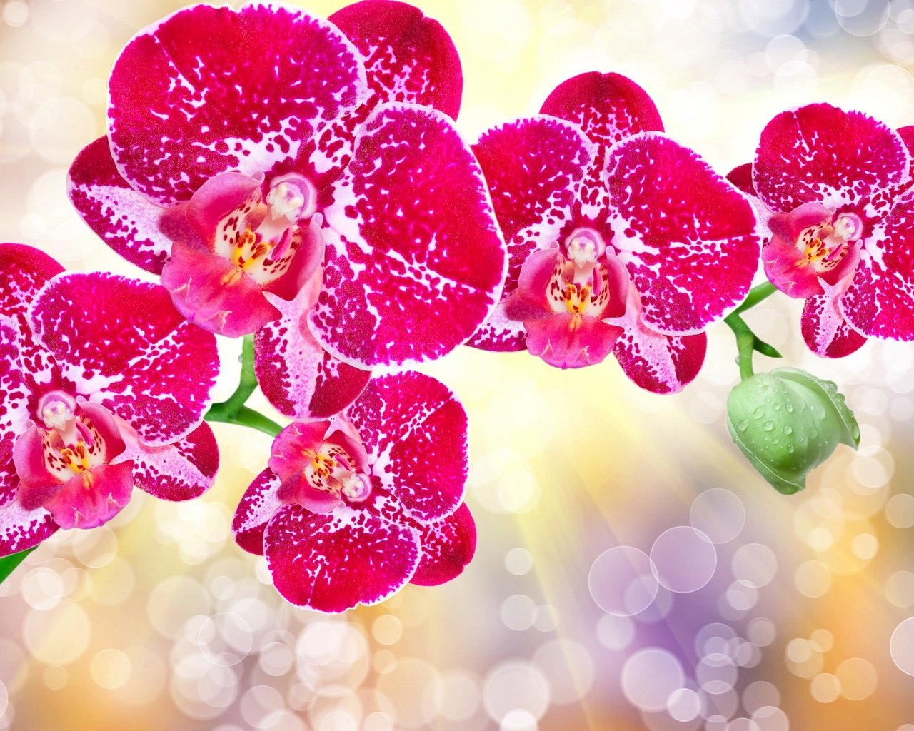 Обои цветы, лепестки, блики, орхидеи, flowers, petals, glare, orchids разрешение 2560x1600 Загрузить