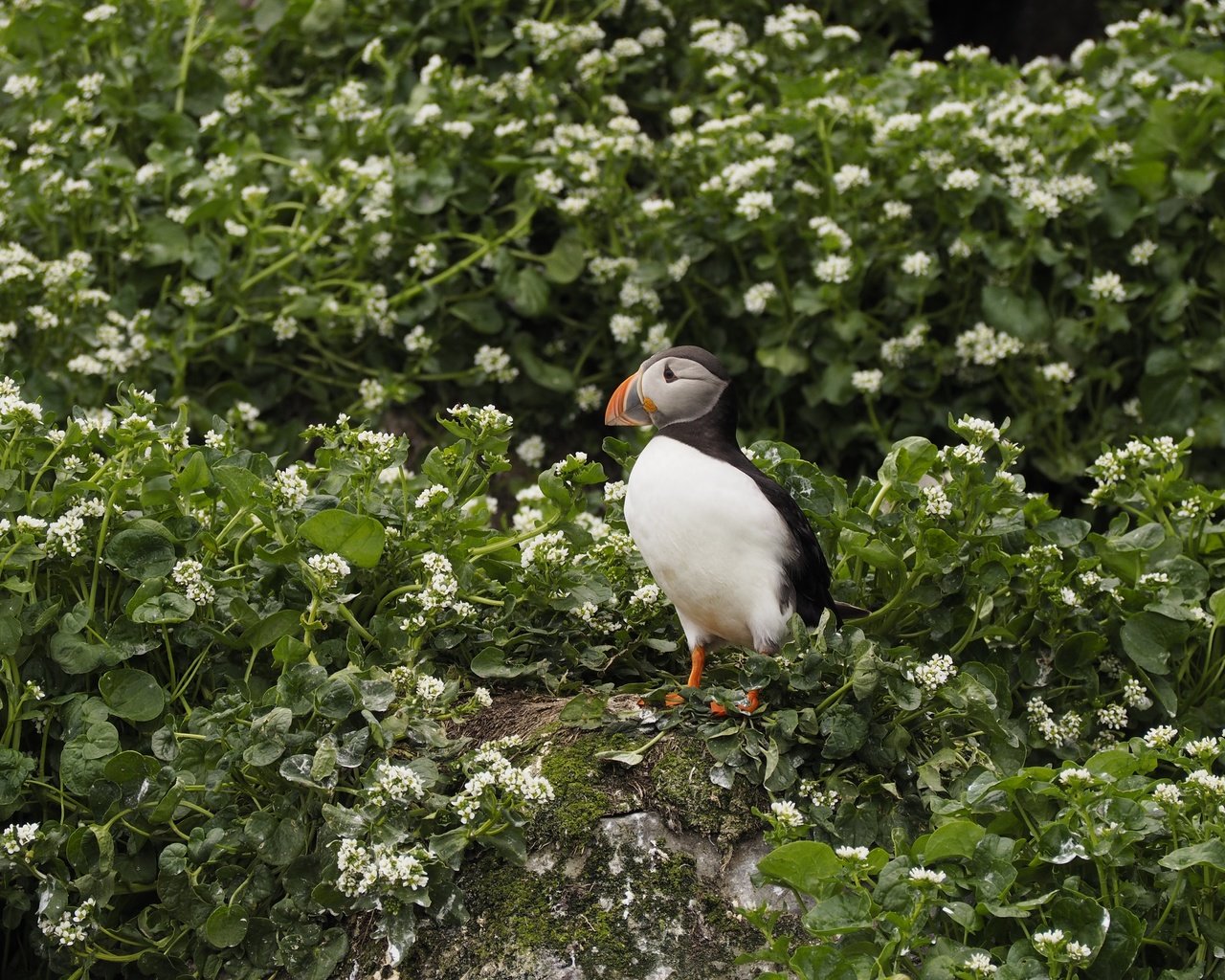 Обои цветы, растения, птица, клюв, перья, тупик, puffin, flowers, plants, bird, beak, feathers, stalled разрешение 4608x3456 Загрузить