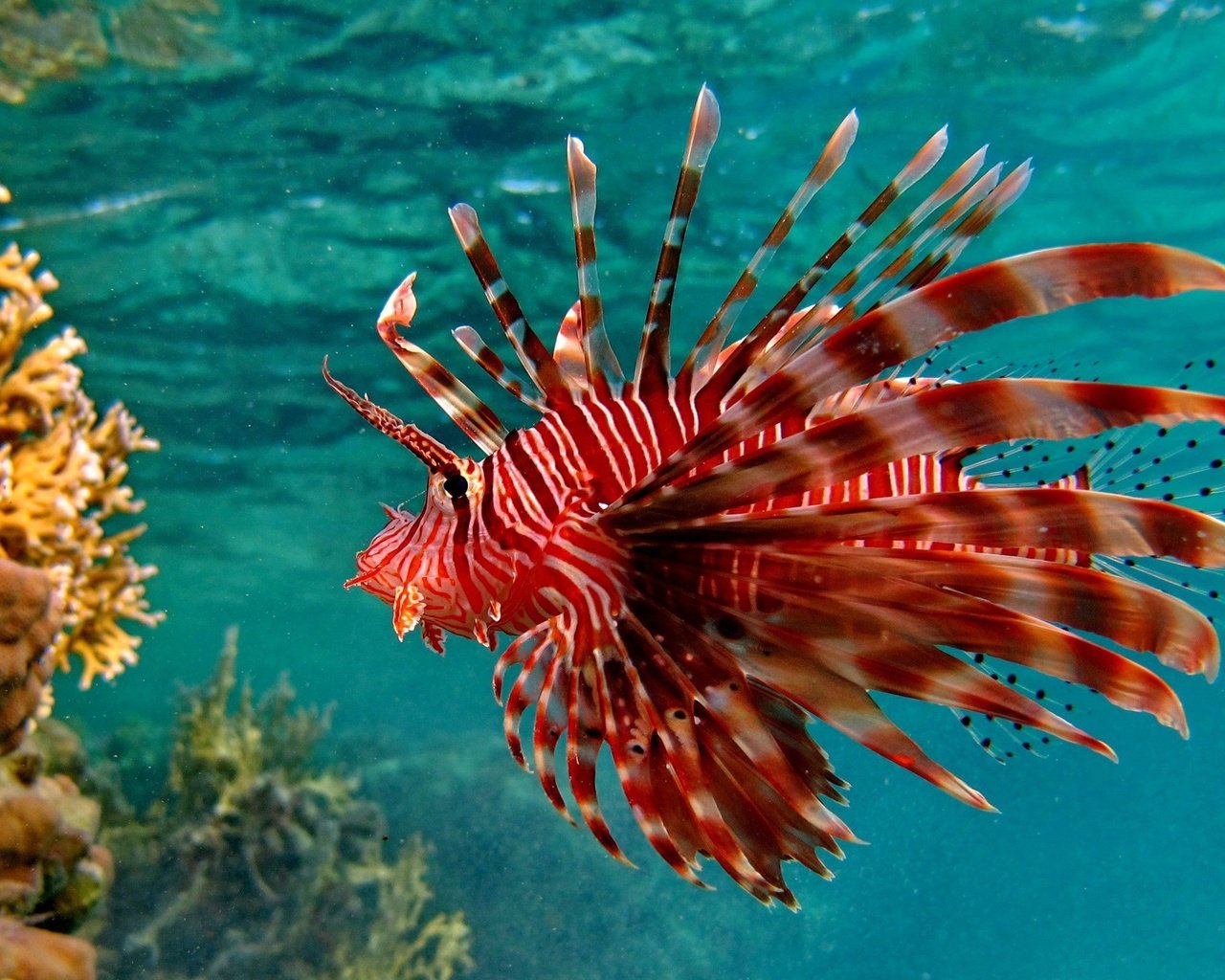 Обои кораллы, рыба, подводный мир, крылатка, рыба лев, крылатка-зебра, corals, fish, underwater world, lionfish, fish lion, lionfish-zebra разрешение 2560x1600 Загрузить