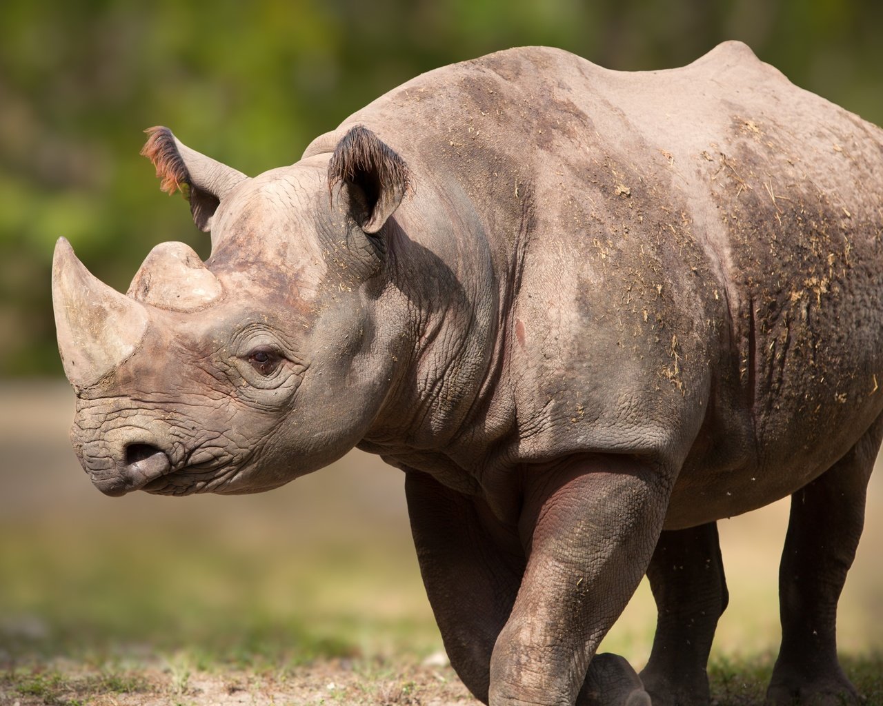 Обои поза, рога, носорог, pose, horns, rhino разрешение 5616x3744 Загрузить