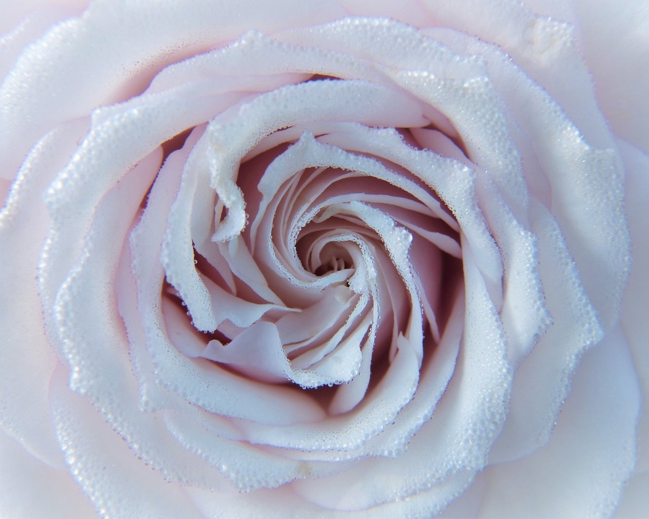 Обои цветок, капли, роза, лепестки, крупным планом, flower, drops, rose, petals, closeup разрешение 3264x2448 Загрузить