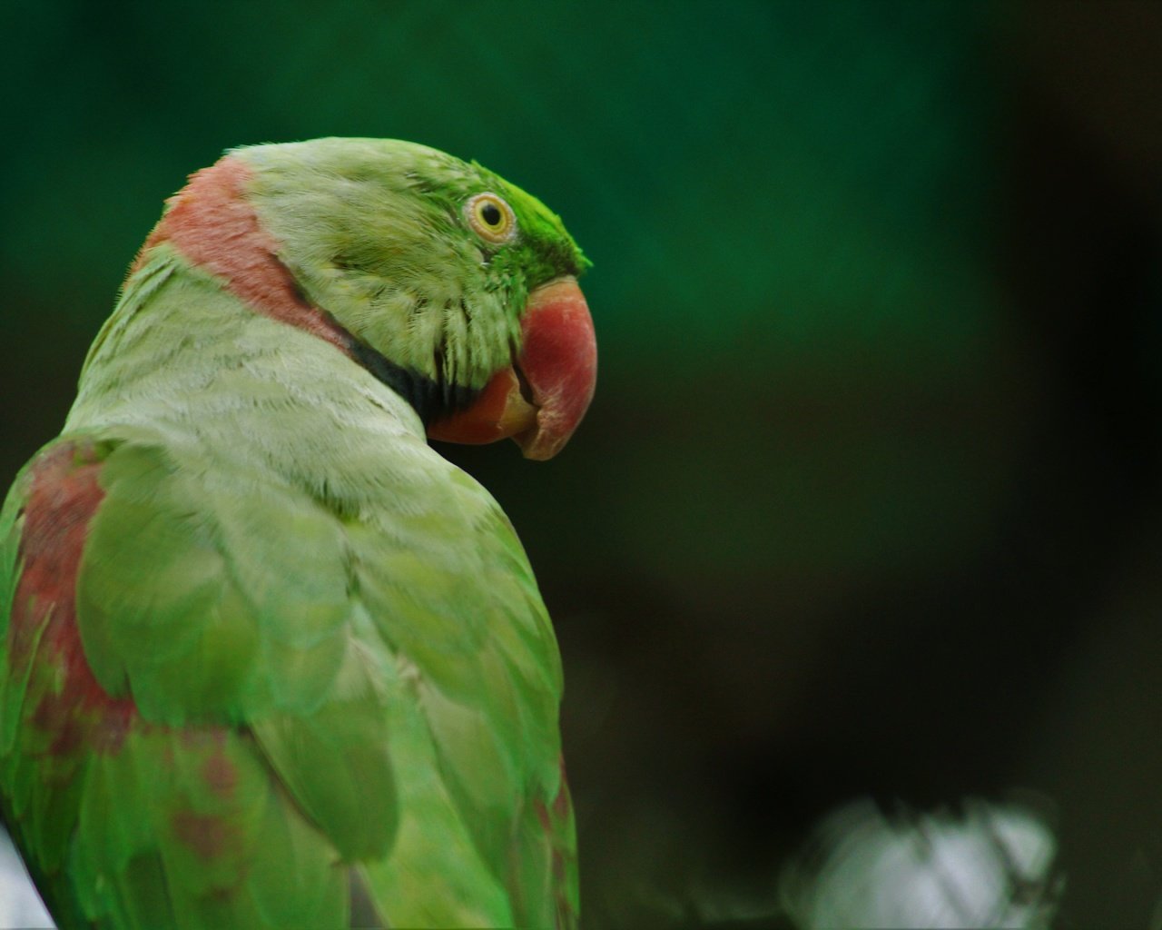 Обои птица, клюв, перья, попугай, кольчатый попугай, bird, beak, feathers, parrot, ringed parrot разрешение 5184x3456 Загрузить