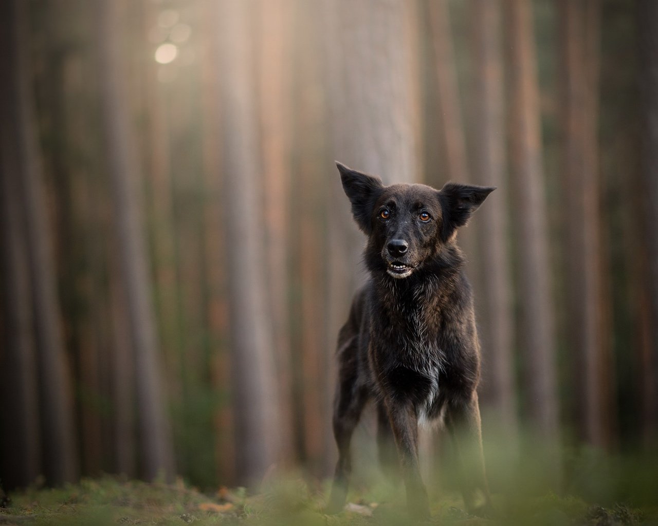 Обои лес, мордочка, стволы, взгляд, собака, немецкая овчарка, forest, muzzle, trunks, look, dog, german shepherd разрешение 2048x1224 Загрузить