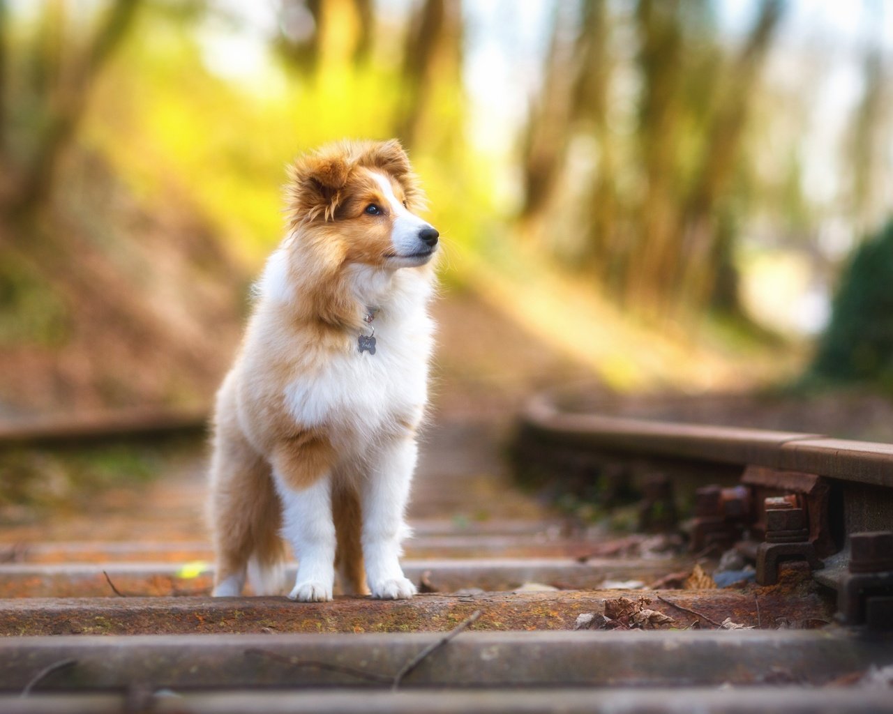 Обои песики, жд, пушистая, шелти, looking away, шетландская овчарка, dogs, railway, fluffy, sheltie, shetland sheepdog разрешение 3840x2400 Загрузить