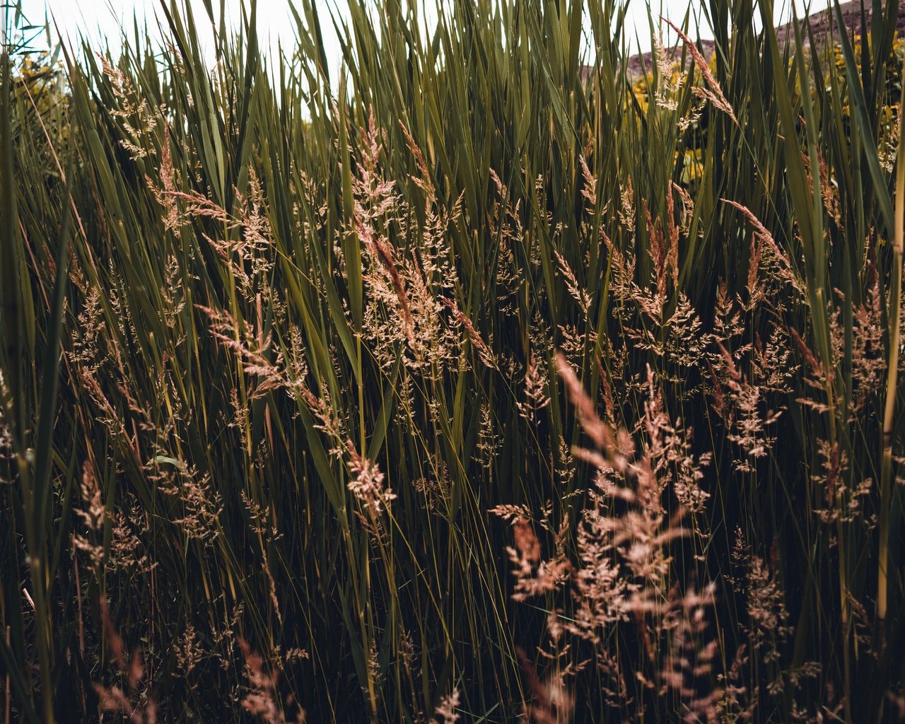 Обои трава, природа, растения, колоски, заросли, grass, nature, plants, spikelets, thickets разрешение 6000x4000 Загрузить