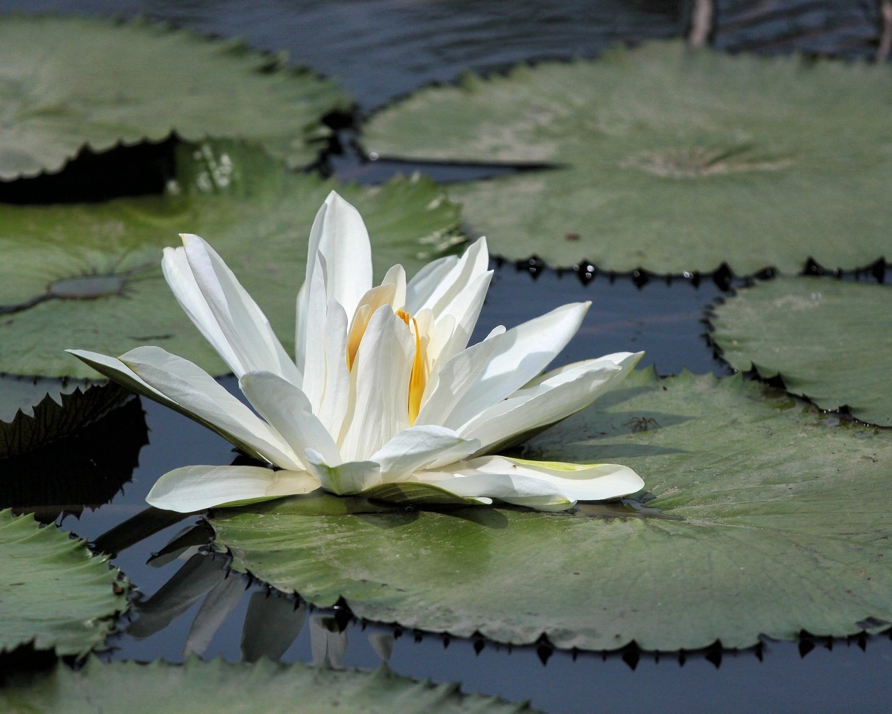 Обои озеро, листья, цветок, лепестки, кувшинка, водяная лилия, lake, leaves, flower, petals, lily, water lily разрешение 4752x3168 Загрузить