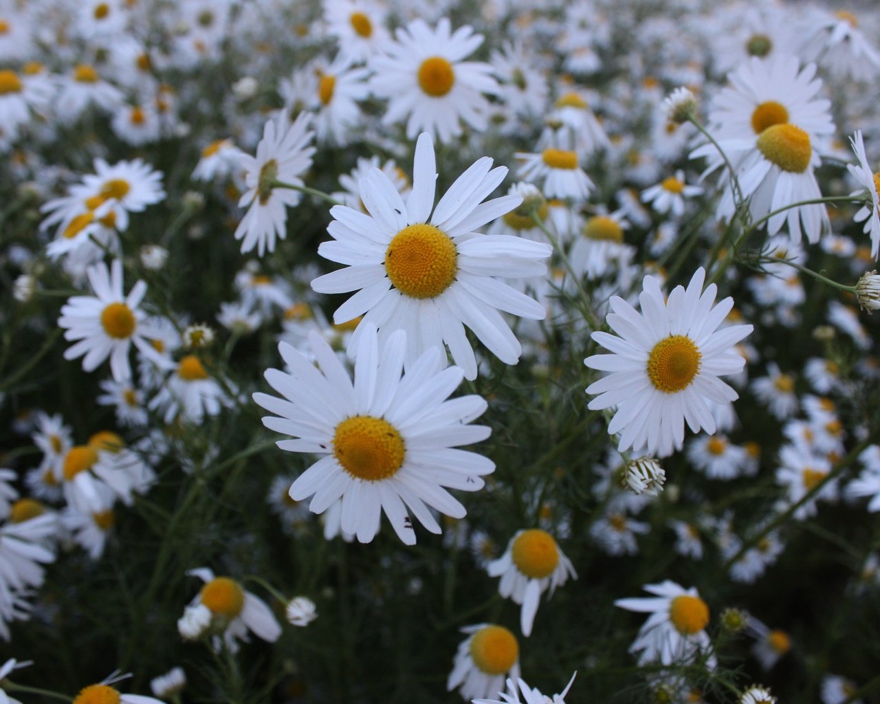 Обои цветы, растения, лепестки, луг, ромашки, стебли, flowers, plants, petals, meadow, chamomile, stems разрешение 5184x3456 Загрузить