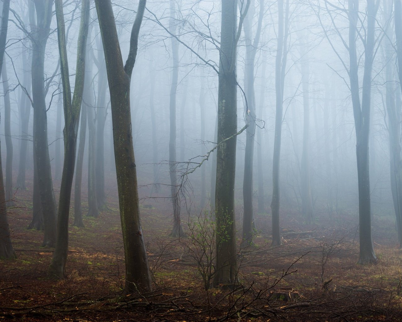 Обои деревья, лес, туман, стволы, trees, forest, fog, trunks разрешение 2048x1367 Загрузить
