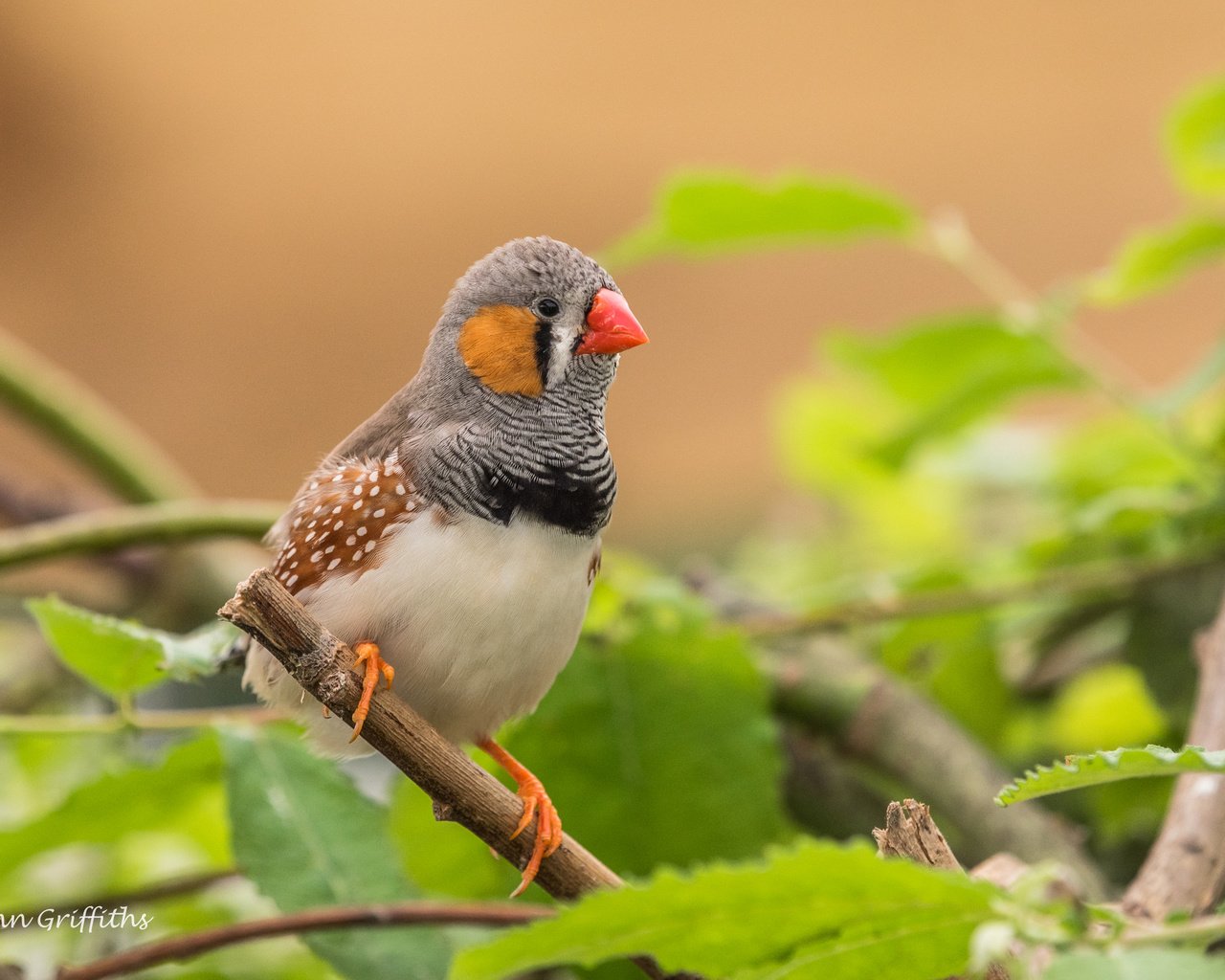 Обои листья, ветки, птица, клюв, перья, зебровая амадина, амадина, lynn griffiths, zebra finch, leaves, branches, bird, beak, feathers, the finch, amadina разрешение 4277x2855 Загрузить