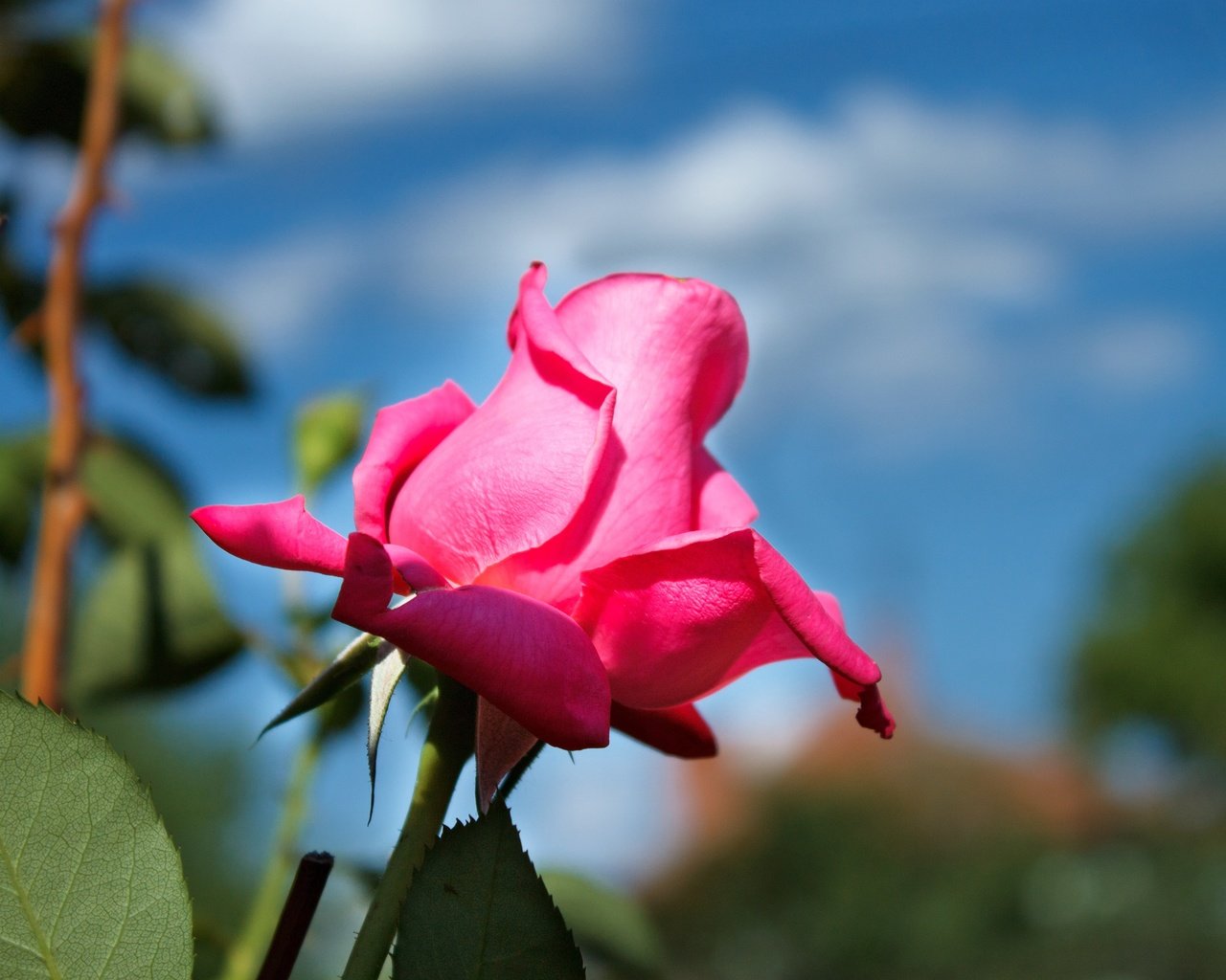 Обои небо, цветок, роза, лепестки, бутон, розовая роза, the sky, flower, rose, petals, bud, pink rose разрешение 4272x2848 Загрузить