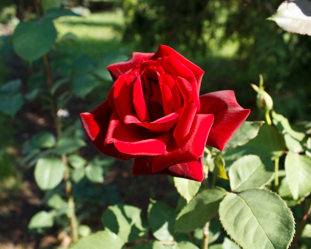 Обои листья, цветок, роза, лепестки, красная роза, боке, leaves, flower, rose, petals, red rose, bokeh разрешение 4272x2848 Загрузить