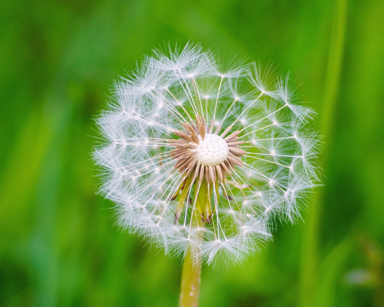 Обои макро, цветок, одуванчик, семена, пух, пушинки, былинки, macro, flower, dandelion, seeds, fluff, fuzzes, blade разрешение 6394x4261 Загрузить