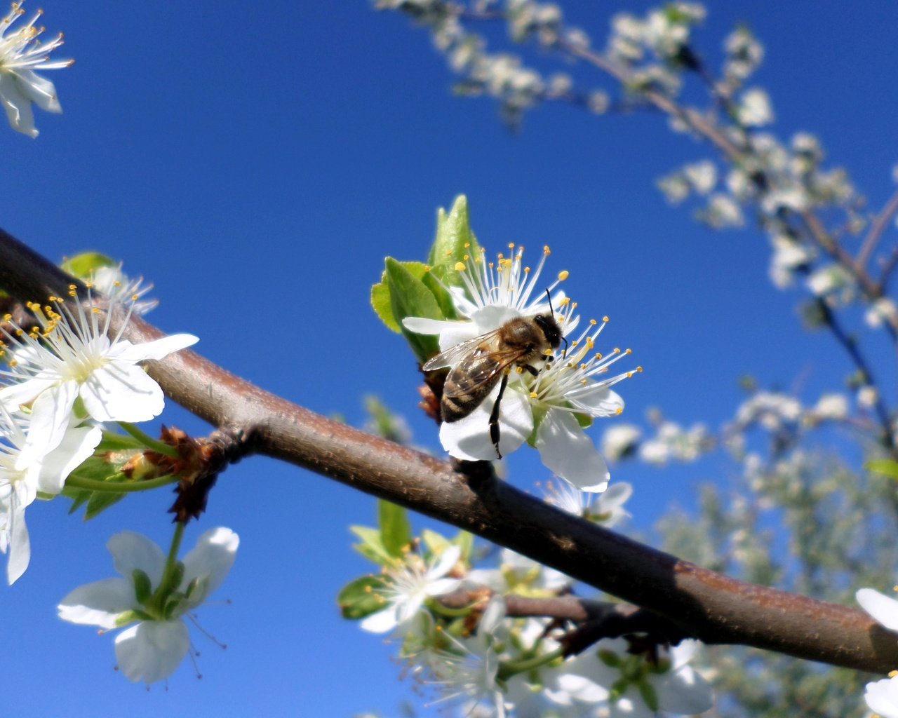 Обои небо, ветка, цветение, насекомое, весна, пчела, слива, the sky, branch, flowering, insect, spring, bee, drain разрешение 4096x3072 Загрузить