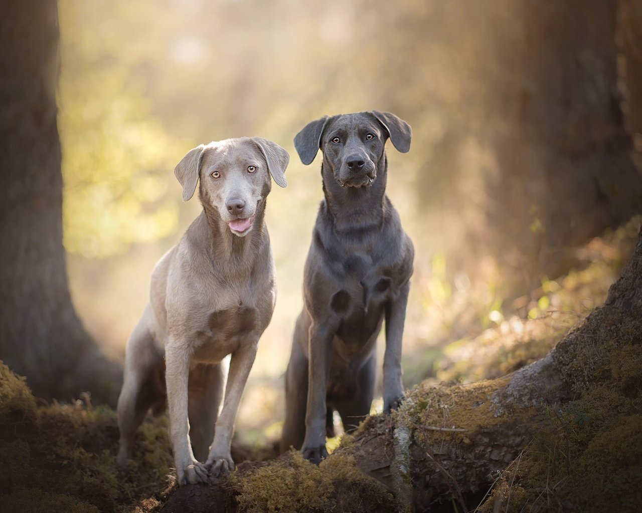 Обои мордочка, взгляд, лабрадор, собаки, боке, silver labradors, muzzle, look, labrador, dogs, bokeh разрешение 2048x1367 Загрузить